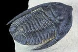 Diademaproetus Trilobite - Foum Zguid, Morocco #103892-4